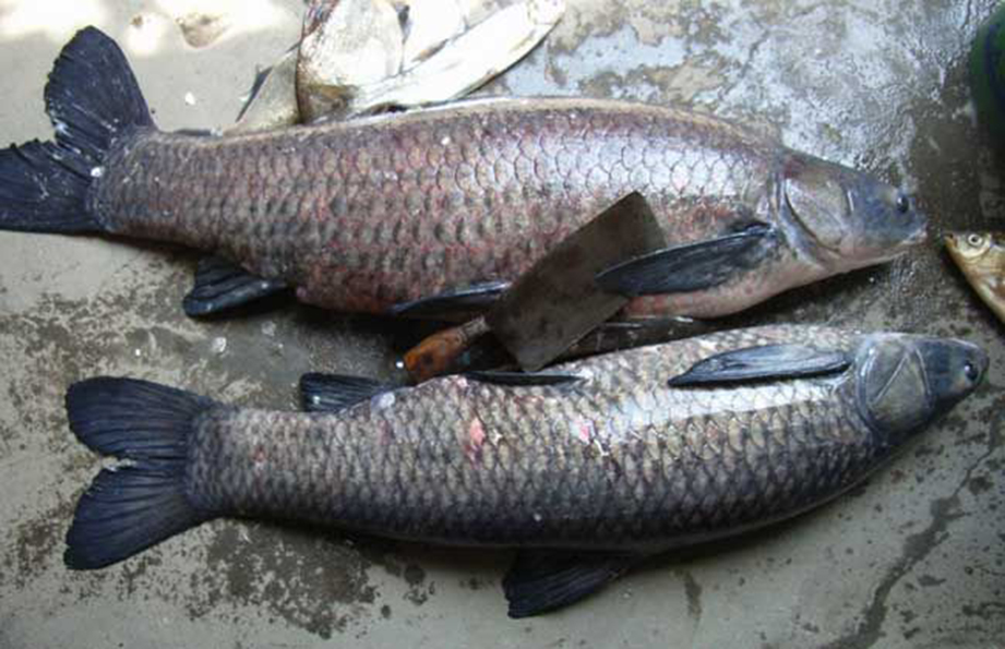 四大家魚(yú)的養(yǎng)殖歷史與水質(zhì)改良劑的研發(fā)進(jìn)展