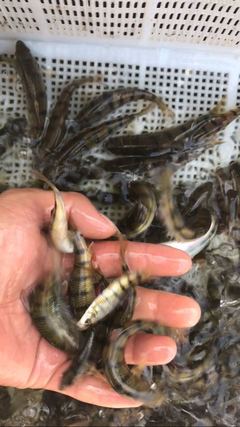 攜手共拓生態(tài)養(yǎng)殖新藍(lán)海 溪石斑魚(yú)（光唇魚(yú)）養(yǎng)殖與水質(zhì)改良劑研發(fā)合作邀約