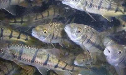 石斑魚養殖環境核心要素與四大養殖模式解析，兼論水質改良劑研發的重要性